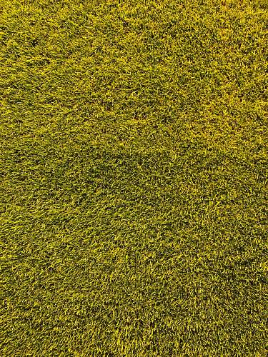 grass  bayarena
