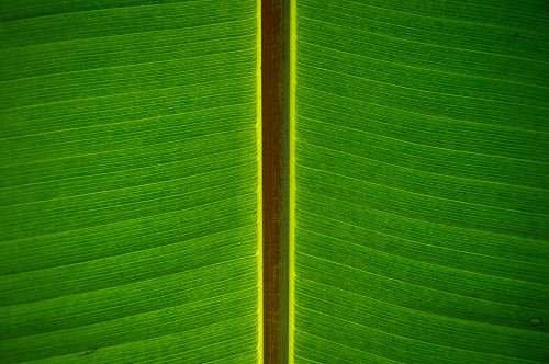 green banana leaf leaf