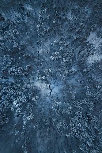 rug birds eye view of snow covered trees pattern