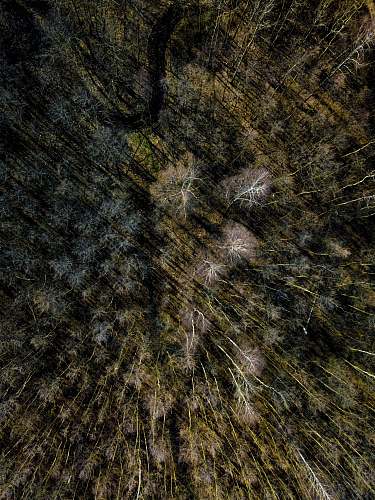 ground brown and gray tree trunk rock