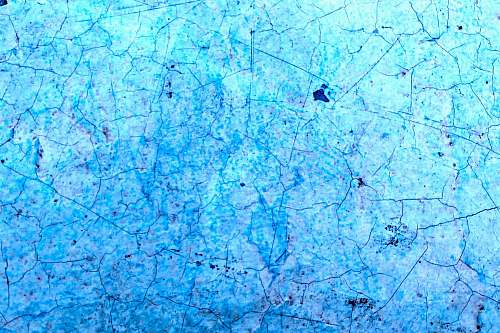 blue brown dried leaves on ground duisburg