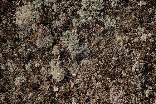 ground brown dried leaves on ground rock