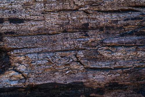 wood brown tree bark rock