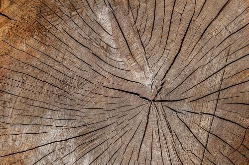 plant brown wooden surface close-up photography wood