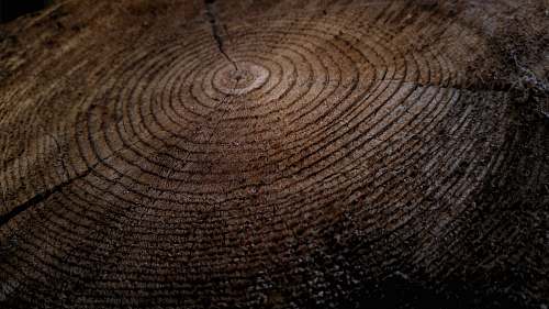 wood Close-up of growth rings in a thick tree stump tree