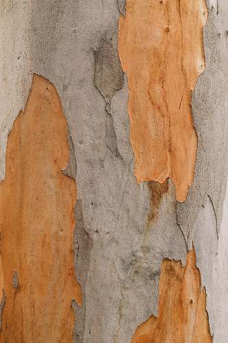 wood close up photo of tree trunk plant