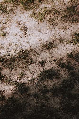 nature gray scale photo of grass france