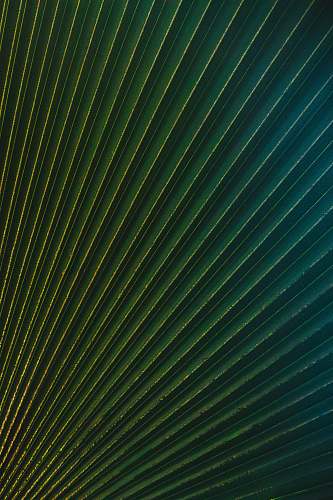 green green and blue striped textile plant