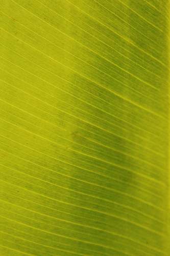 green green and white striped textile plant