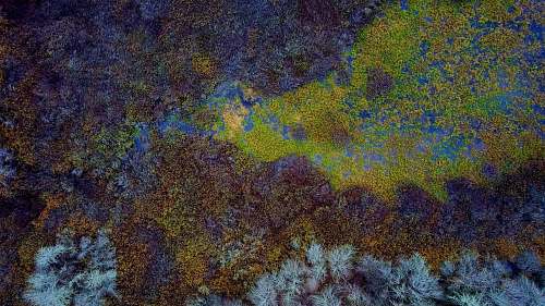 forest green, blue, and brown mat water