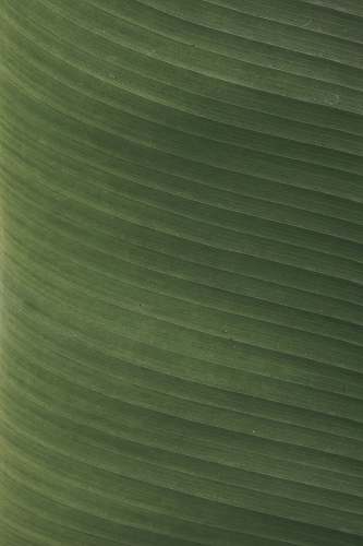 plant green leaf green