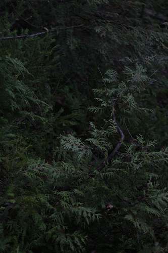 tree person in front of trees conifer