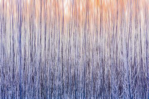 sunset purple trees painting background
