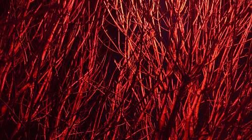light red and white abstract painting nature