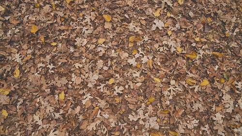 ground scattered maple leaves nature