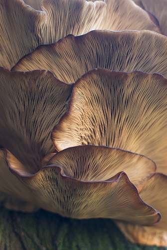plant selective focus photo of mushroom mushroom