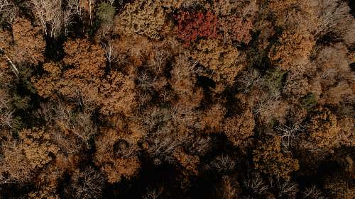 ground top-view photography of tree rock