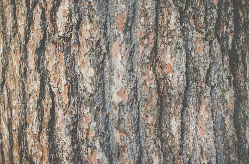 plant tree bark tree trunk