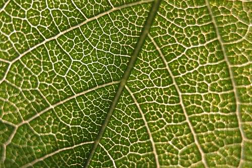 nature close-up photography of green leaf plant