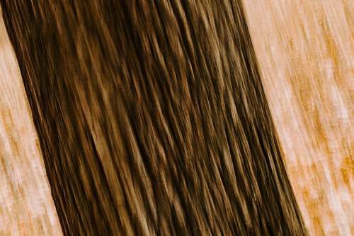 plywood  hardwood