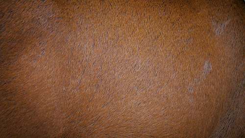 brown brown area rug hardwood