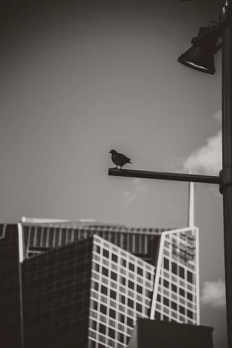 bird black pigeon preaching bar grey