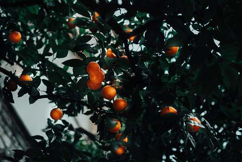 fruit kumquat plant spain