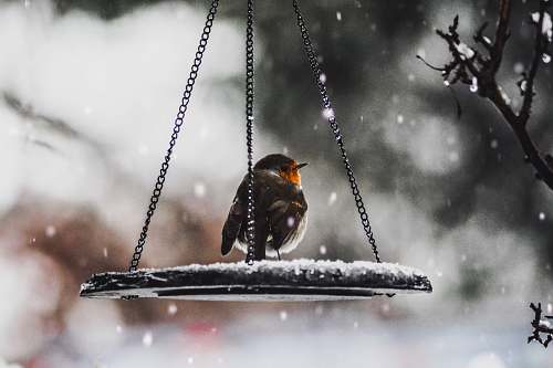 animal bird on scale robin