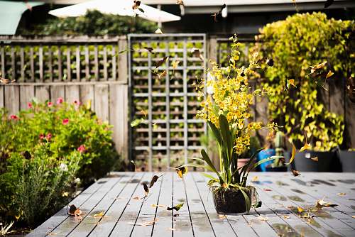 nature potless plant on wooden porch garden