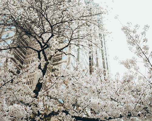 flora low angle photography of white cherry blossom tree flower