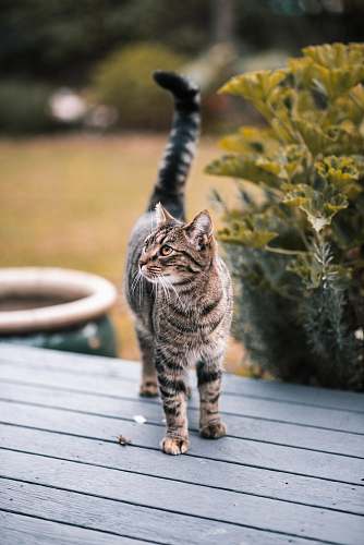 plant brown tabby cat on table pet