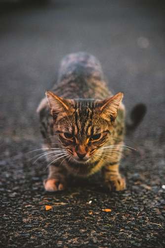 mammal gray cat on ground pet