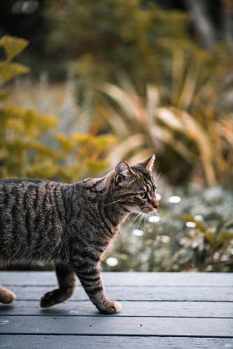manx selective focus photography of cat walking on floor mammal