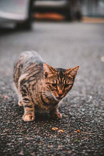 pet short-fur brown cat walking on road mammal