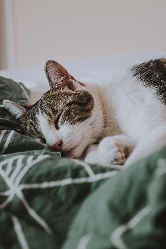 animal silver tabby cat pet