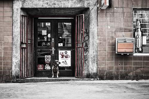 street black and brown dog on front of black glass door dog