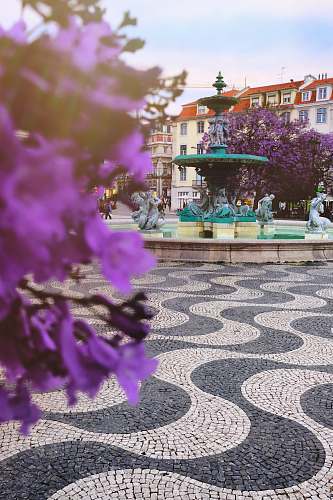 urban purple-petaled flower downtown