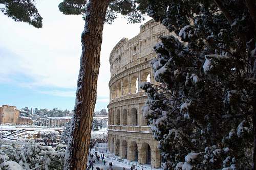 building tree across coliseum during daytime downtown