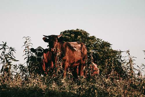 animal brown cows cattle