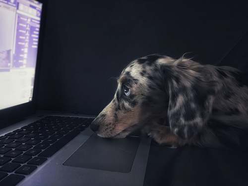 dog brown dog watching on laptop computer pc