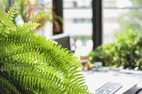 plant green fern plant close-up photography flora