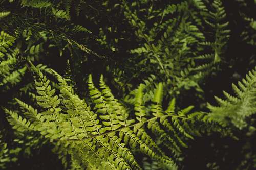 plant green fern plants flora