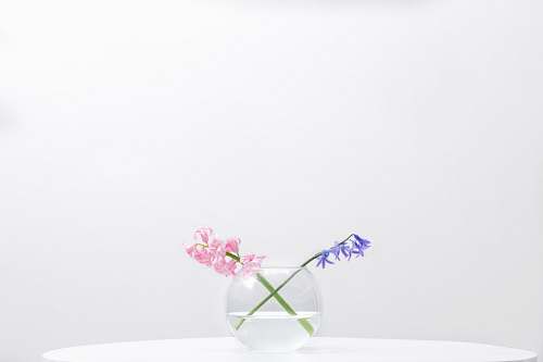 vase two purple and pink petaled flowers in clear glass bowl art