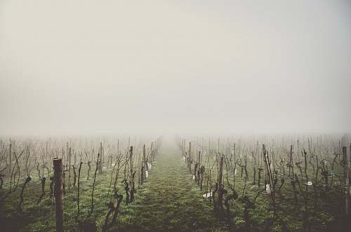 fog green fields with leafless trees on a foggy day vineyard