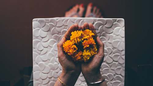 person person hand holding yellow flowers people