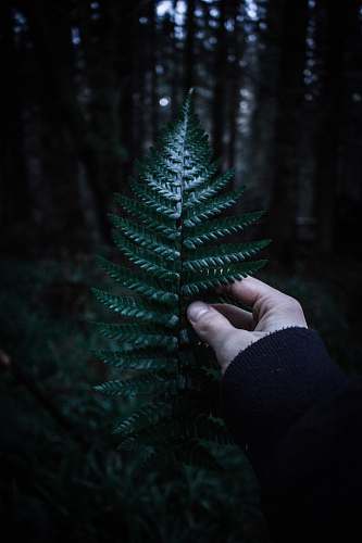 person person holding fern with shallow depth field people