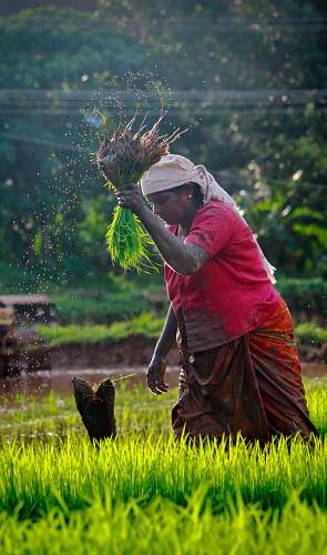 person woman harvesting rice people