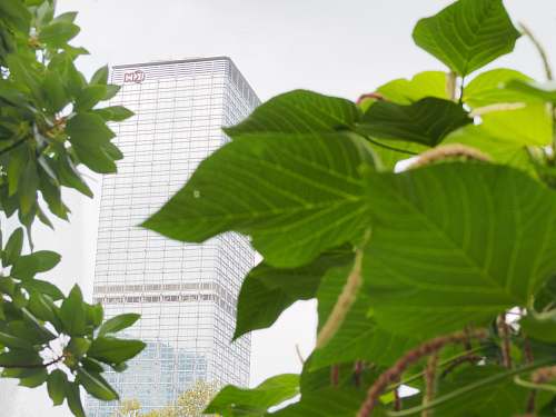 plant green leaf plant with green plant green