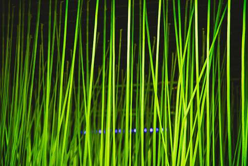 plant green grasss laser
