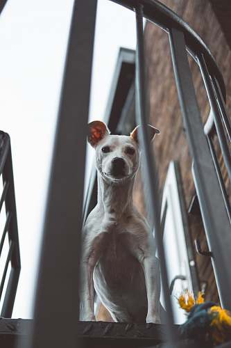pet adult white Jack Russel Terrier peeking above stairs animal